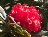 Rhododendron arboreum | Burans | Gurans | 1000_Seeds