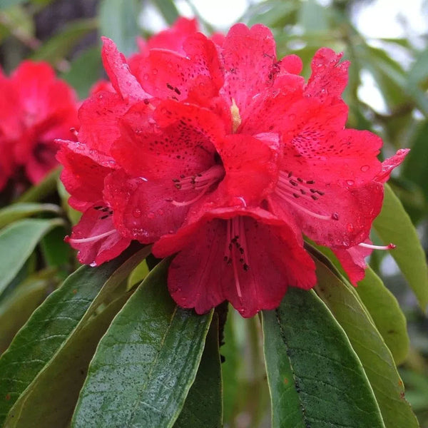 Rhododendron Red Devil®