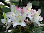 Rhododendron maximum | Rosebay | Great White Laurel | 150_Seeds