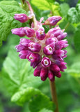 Ribes nevadense | Mountain Pink & Sierra Currant | 10_Seeds