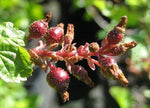 Ribes nevadense | Mountain Pink & Sierra Currant | 10_Seeds