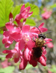 Ribes sanguineum | Blood & Flowering & Redflower & Winter Currant | 10_Seeds