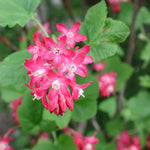 Ribes sanguineum | Blood & Flowering & Redflower & Winter Currant | 10_Seeds