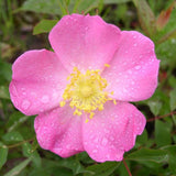 Rosa arkansana | Wild Roser | Arkansas Prairie Wild Rose | 20_Seeds
