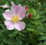 Rosa arkansana | Wild Roser | Arkansas Prairie Wild Rose | 20_Seeds