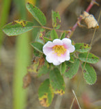 Rosa californica | California Wildrose | 10_Seeds