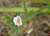Rosa californica | California Wildrose | 10_Seeds