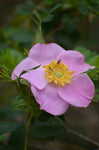 Rosa palustris | Swamp, Willow Leaved, and Hudson Rose | 20_Seeds