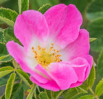 Rosa rubiginosa | Wild Rose | Common Sweet Briar | Double White Hip | 20_Seeds