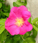 Rosa rugosa Rubra | Red Japanese Rose | 5_Seeds