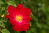 Rosa rugosa Rubra | Red Japanese Rose | 5_Seeds