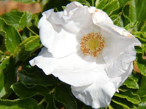 Rosa rugosa Alba | White Japanese Rose | 10_Seeds