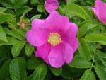 Rosa rugosa Pink | Beach, Japanese, Ramanas, and Saltspray Rose | 20_Seeds