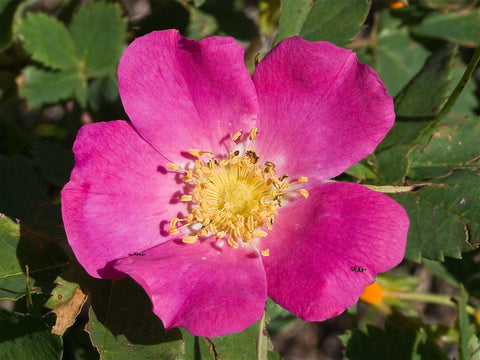 Rosa woodsii | Wild Mountain Woods Rose | 20_Seeds