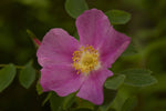 Rosa woodsii | Wild Mountain Woods Rose | 20_Seeds