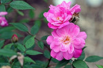 Rosa chinensis Angel Wings |  Miniature Rose | 10_Seeds