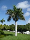 Roystonea regia | Florida Royal Palm | 10_Seeds