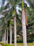 Roystonea regia | Florida Royal Palm | 10_Seeds