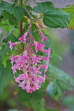 Ribes sanguineum glutinosum | Pink flowered Blood Currant | 10_Seeds