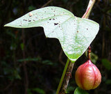 Passiflora rubra Linnaeus | dutchmans laudanum | 20_Seeds