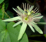 Passiflora rubra Linnaeus | dutchmans laudanum | 20_Seeds