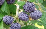 Rubus leucodermis | Black Raspberry | 10_Seeds