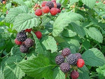 Rubus leucodermis | Black Raspberry | 10_Seeds