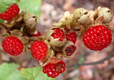 Rubus moluccanus | Ceylon Blackberry | Eelkek | 20_Seeds