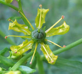 Ruta graveolens | Common Rue | Herb of Grace | Herbygrass | 20_Seeds