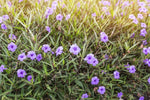 Ruellia tuberosa | Feverroot | Iron Root | Meadow Weed | Minnieroot | 20_Seeds