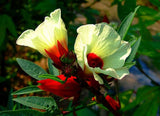 Hibiscus sabdariffa | Roselle | Jamaican Tea | Maple Leaf Hibiscus | 20_Seeds
