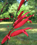 Salvia coccinea | Blood Scarlet Sage | 500_Seeds