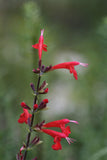 Salvia coccinea | Blood Scarlet Sage | 50_Seeds