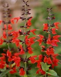 Salvia coccinea | Blood Scarlet Sage | 500_Seeds