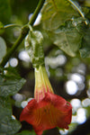 Brugmansia sanguinea Red | Eagle Tree | Mountain Angel Trumpet | 10_Seeds