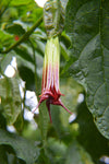 Brugmansia sanguinea Red | Eagle Tree | Mountain Angel Trumpet | 10_Seeds