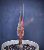 Sauromatum venosum | Voodoo Lily | 10_Seeds