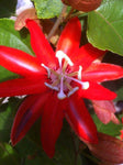 Passiflora vitifolia Hybrid x coccinea | Scarlet Flame | 20_Seeds