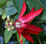Passiflora vitifolia Hybrid x coccinea | Scarlet Flame | 20_Seeds