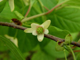 Schisandra chinensis | Chinese Magnolia Vine | Five Flavor Fruit | 10_Seeds