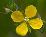 Ludwigia alternifolia | Seedbox | Bushy Waterprimrose | 500_Seeds