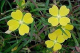 Ludwigia alternifolia | Seedbox | Bushy Waterprimrose | 500_Seeds