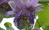 Passiflora seemannii | Seemanns Passion Flower | 5_Seeds