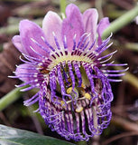Passiflora seemannii | Seemanns Passion Flower | 5_Seeds