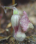 Aristolochia serpentaria | Virginia Black Snakeroot | 5_Seeds