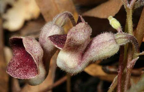 Aristolochia serpentaria | Virginia Black Snakeroot | 5_Seeds