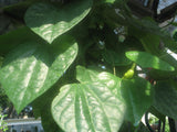 Aristolochia Serra da Vista | 10_Seeds
