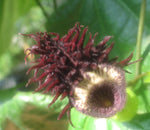 Aristolochia Serra da Vista | 10_Seeds