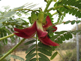 Sesbania grandiflora | Vegetable Hummingbird | Agati | Baby Boots | 10_Seeds