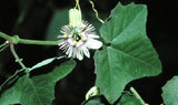 Passiflora sicyoides | 5_Seeds